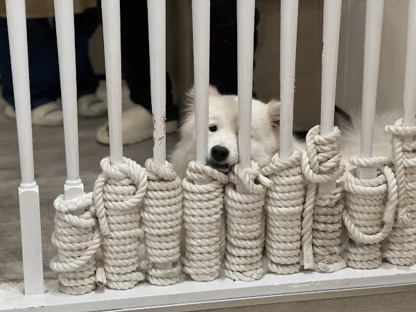 Samoyed Cafe moffu harajuku / Samoyed Lounge moffu 사진 4