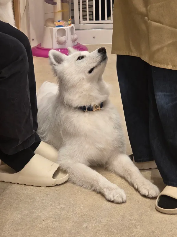 Samoyed Cafe moffu harajuku / Samoyed Lounge moffu 사진 5