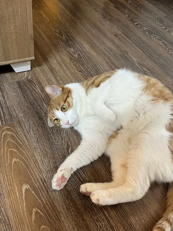 정담은보쌈 신림점 사진 3
