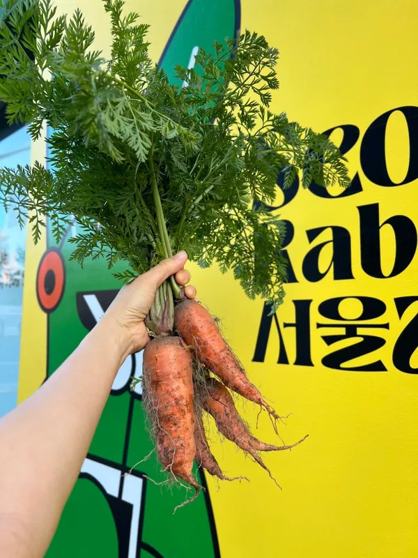 서울래빗
