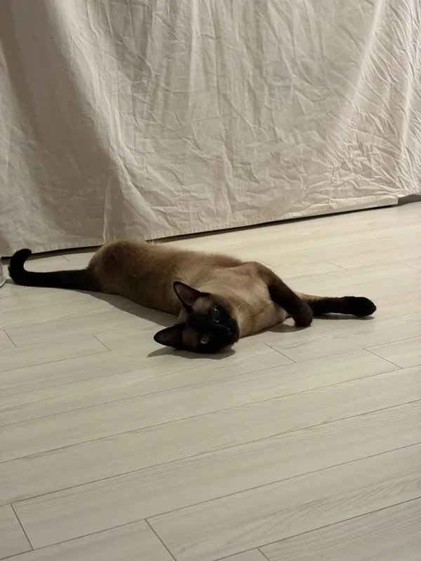 하루스시 사진 3