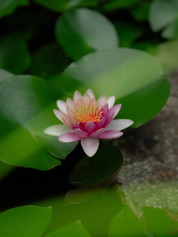 THE SODOH HIGASHIYAMA KYOTO｜Restaurant 사진 5