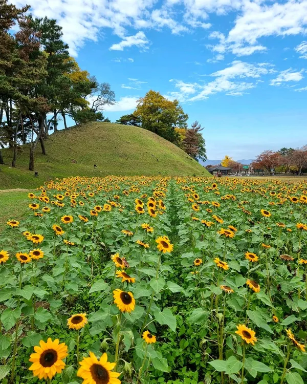 경주 월성 사진 3