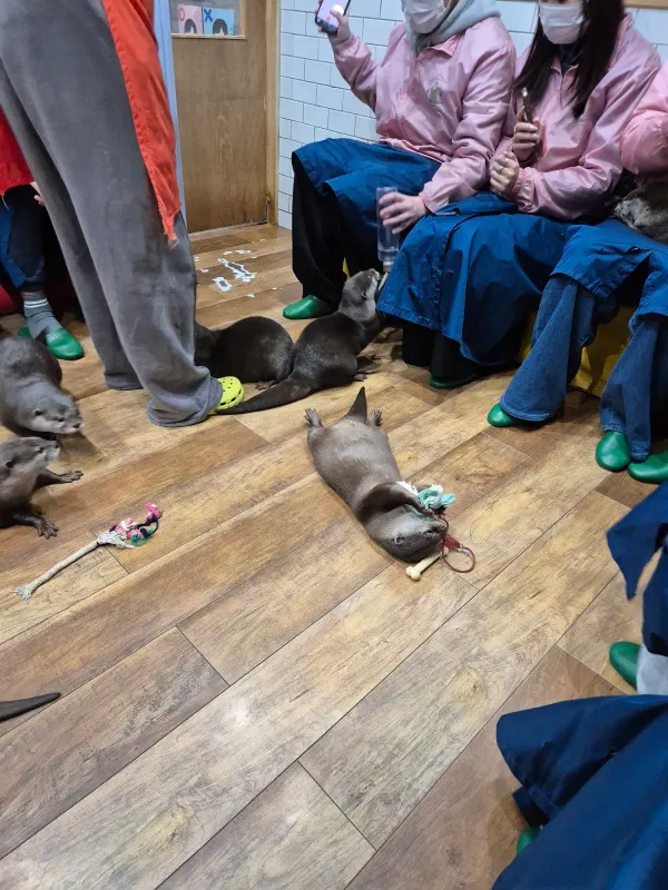 Otters Family 사진 3