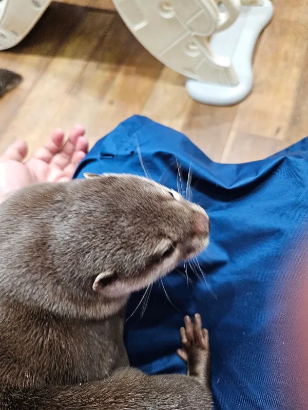 Otters Family 사진 5