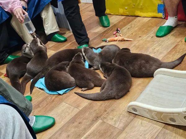 Otters Family, photo 5