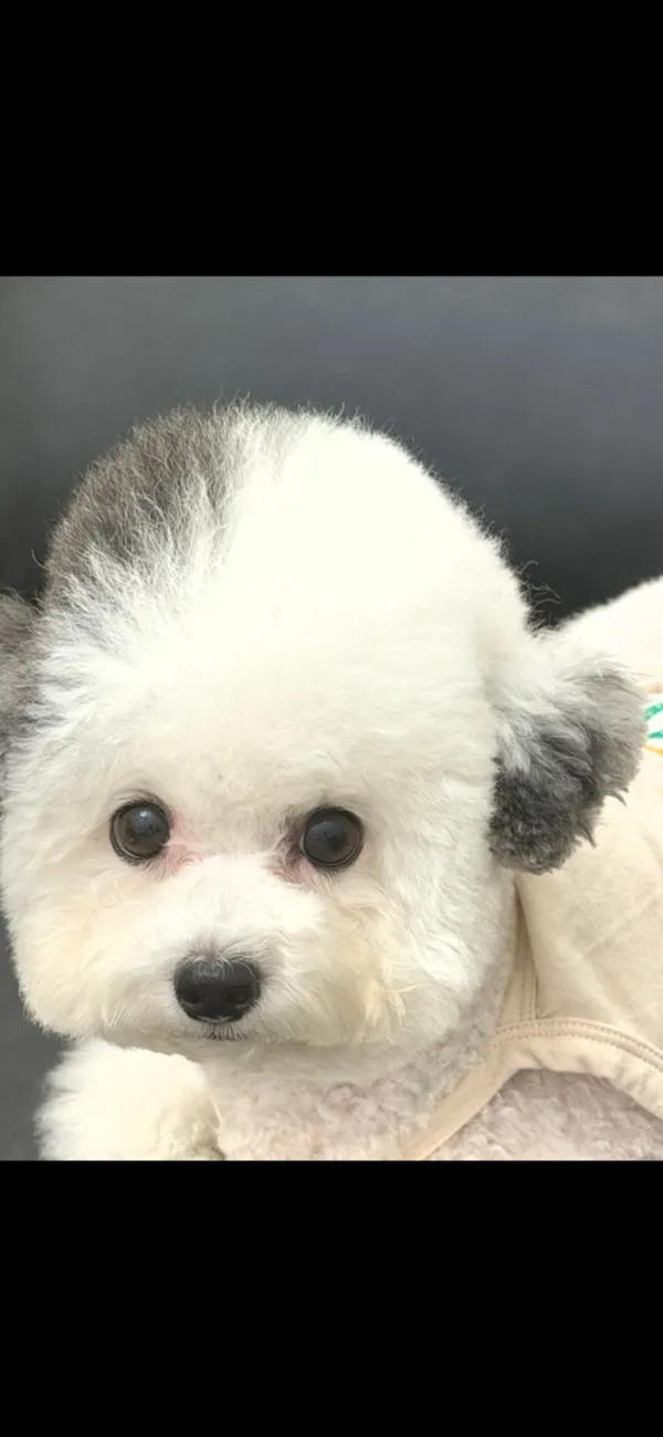 베리네