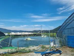 선두수산 새우양식장