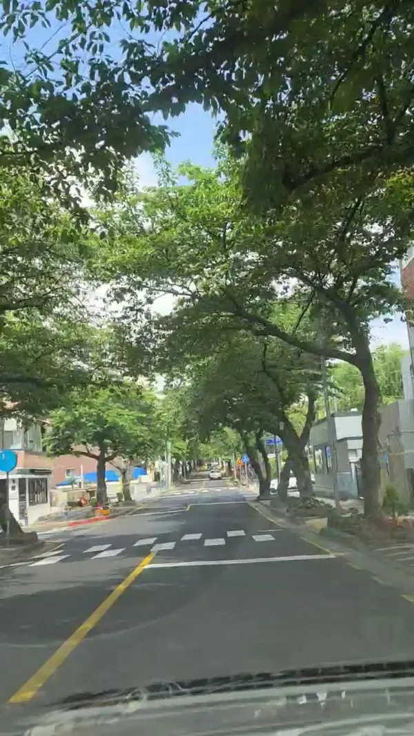 제주 전농로 벚꽃거리 사진 2
