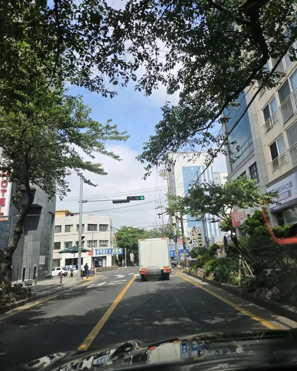 제주 전농로 벚꽃거리 사진 3
