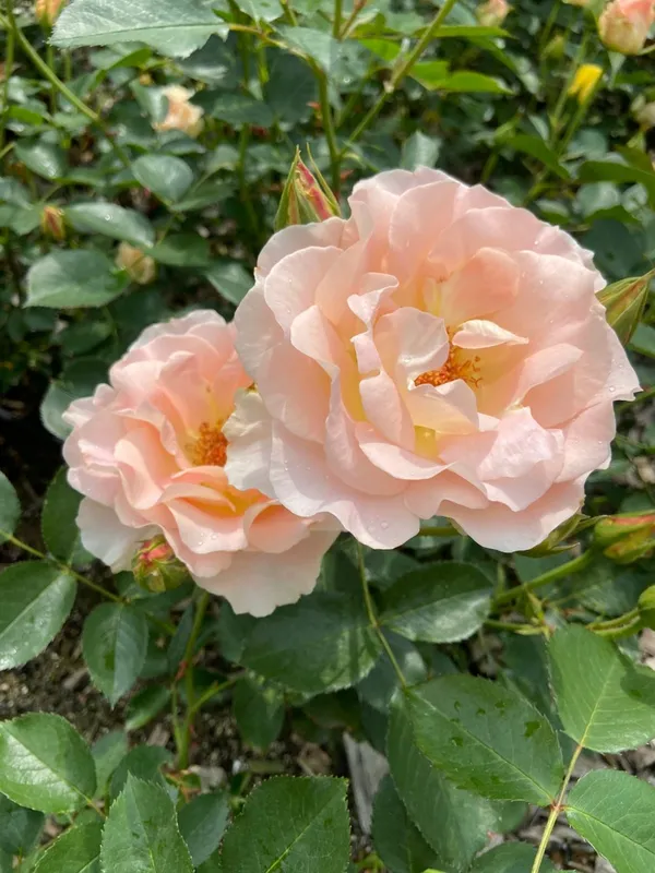 황매산 사진 2