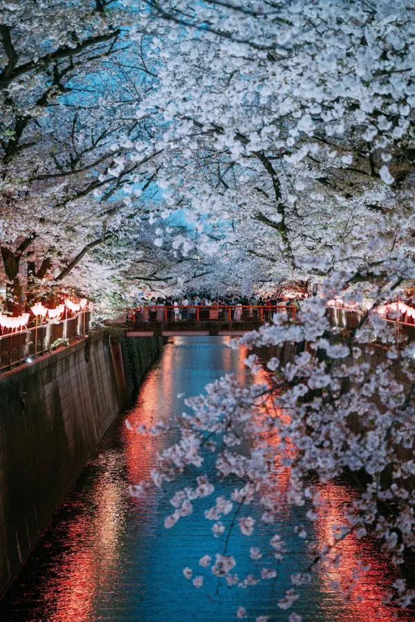 Meguro River 사진 2