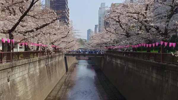 Meguro River 사진 3