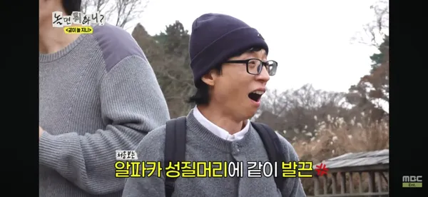 도치돌알파카목장 사진 2