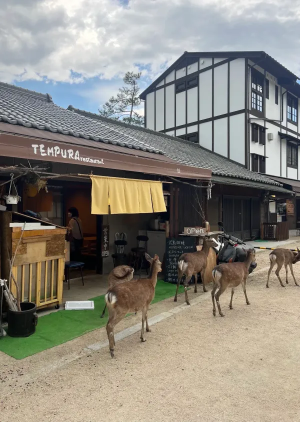 Miyajima Omotesando Shopping Street, photo 2