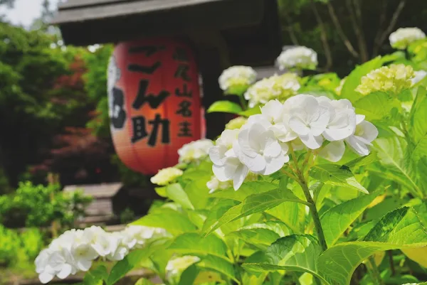 Gonsuke 사진 4