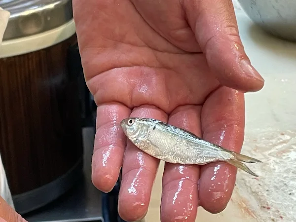 Sushi Ei 사진 5