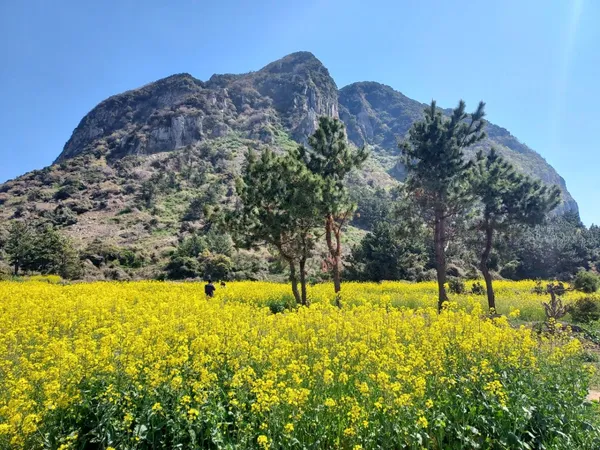 산방산유채꽃명소
