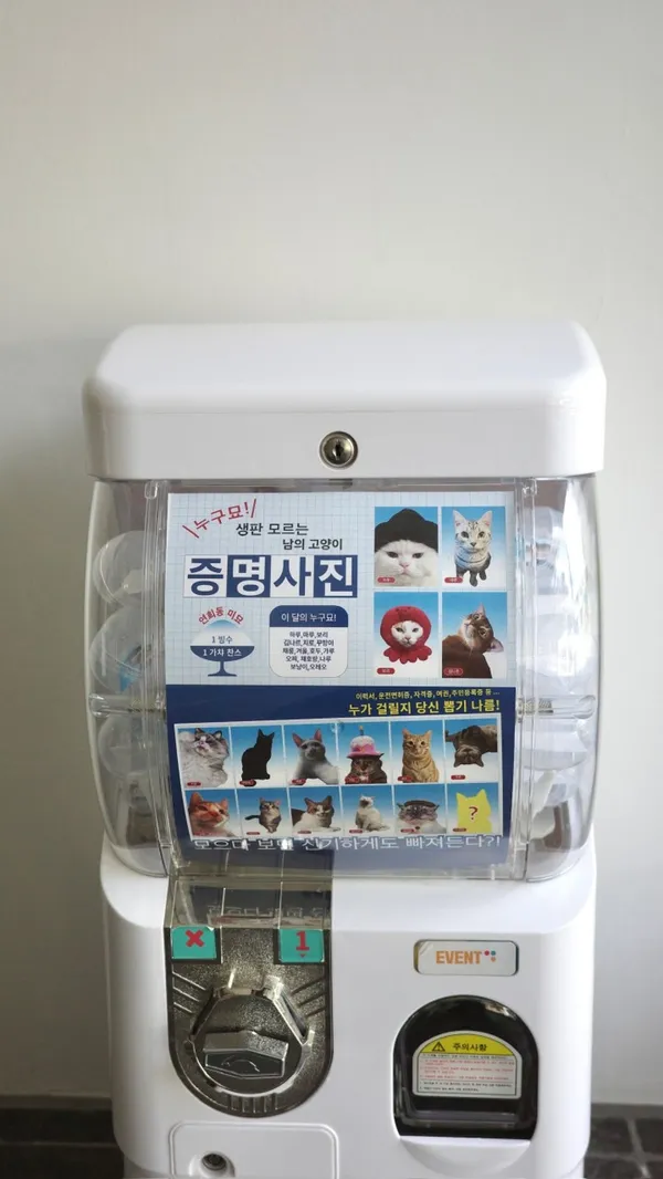 미묘 사진 4