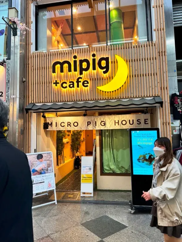 미피그 돼지카페