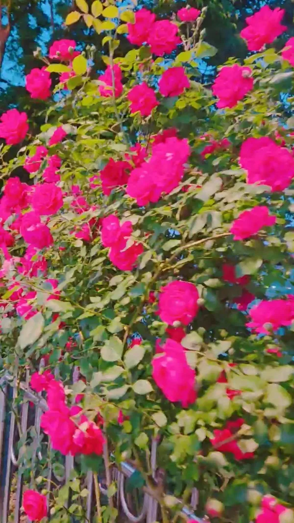 신정호정원달빛누리교, photo 3