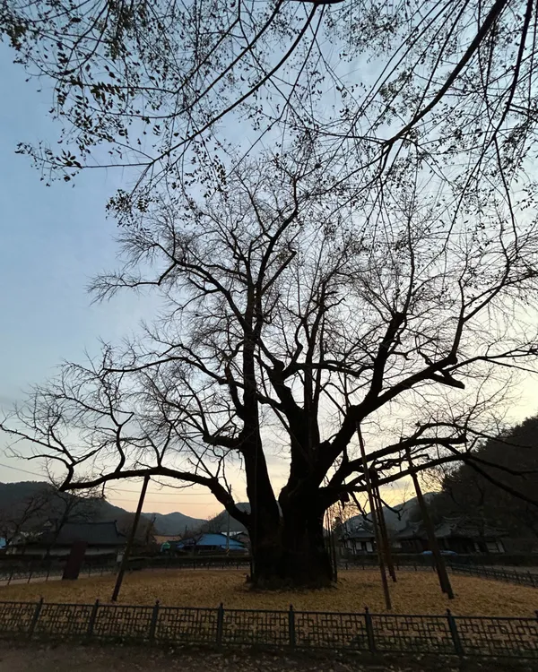 의령세간리은행나무 사진 4