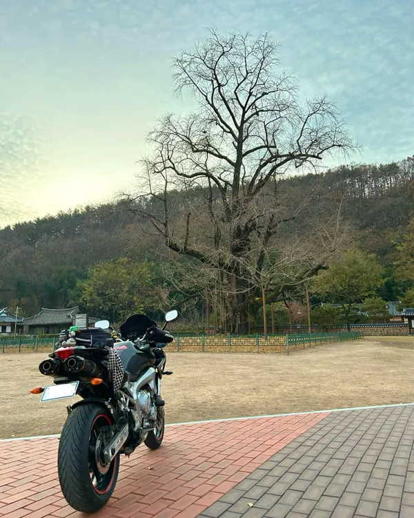 의령세간리은행나무 사진 5