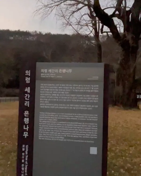 의령세간리은행나무の写真5