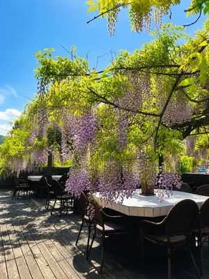 Wisteria