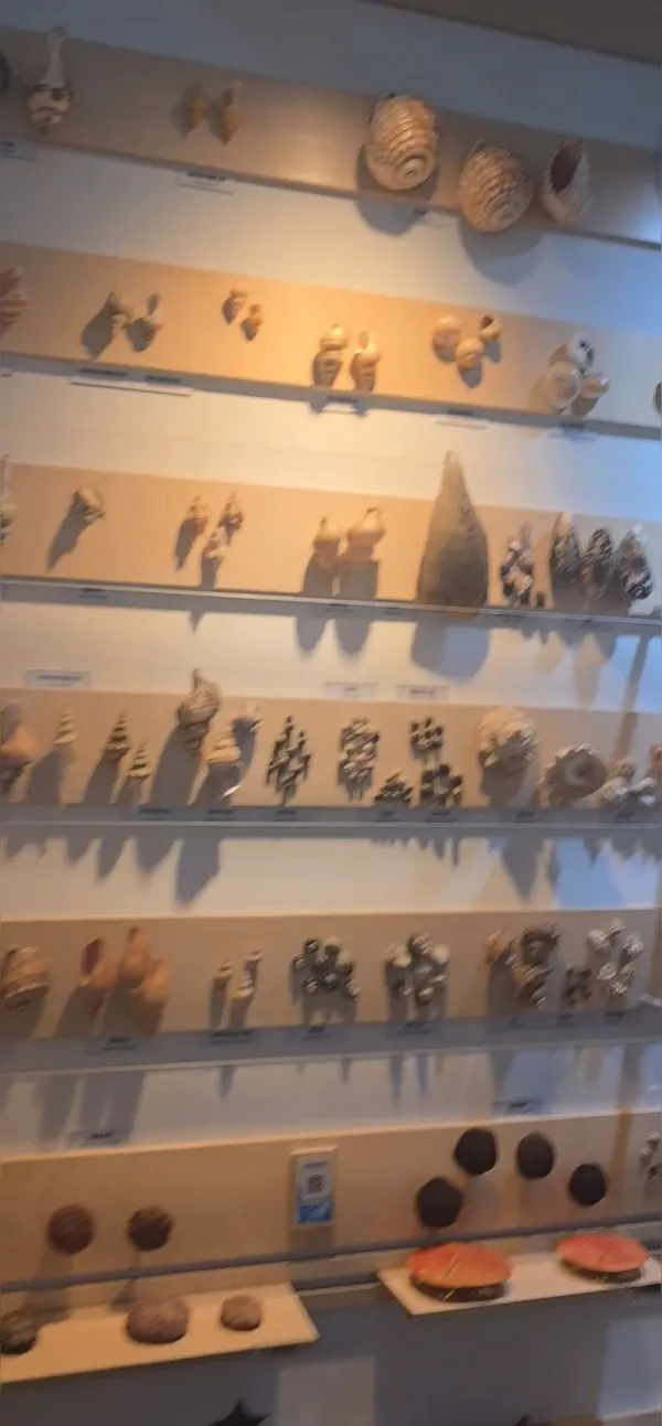 チェジュヘヤンドンムル博物館の写真5