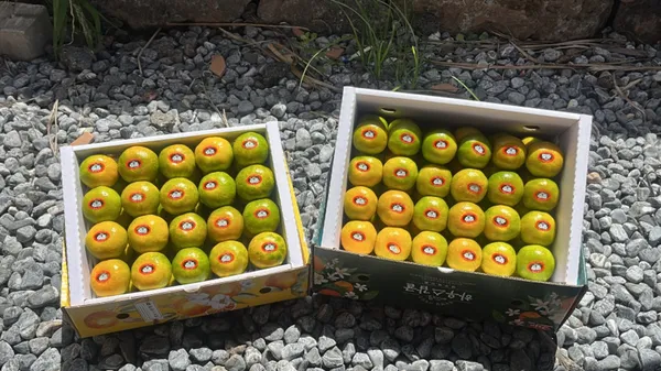 선주청과 사진 3