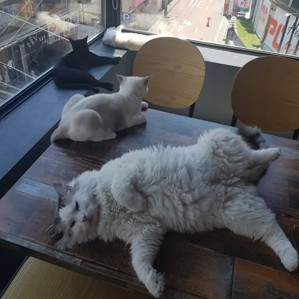 양이랑커피랑 사진 3