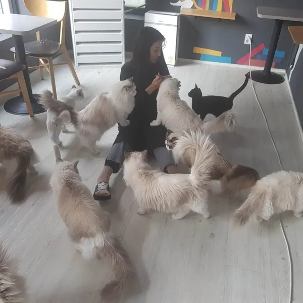 양이랑커피랑 사진 4
