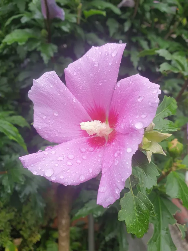 무궁화 사진 4