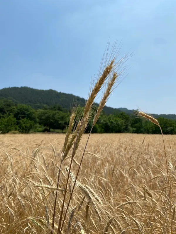 우리밀 제빵소 레헴 사진 2