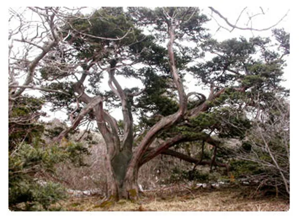 소백산 사진 3