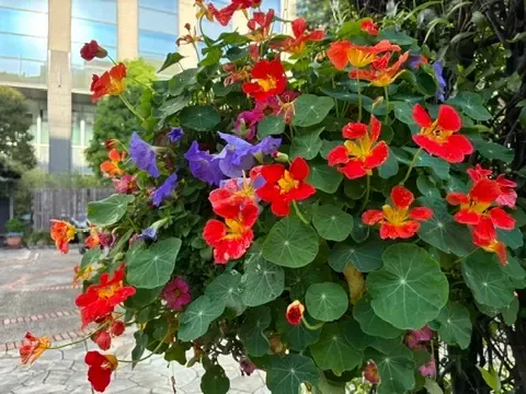 Fukagawa Gatharia 사진 5