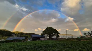 ケイヒュ