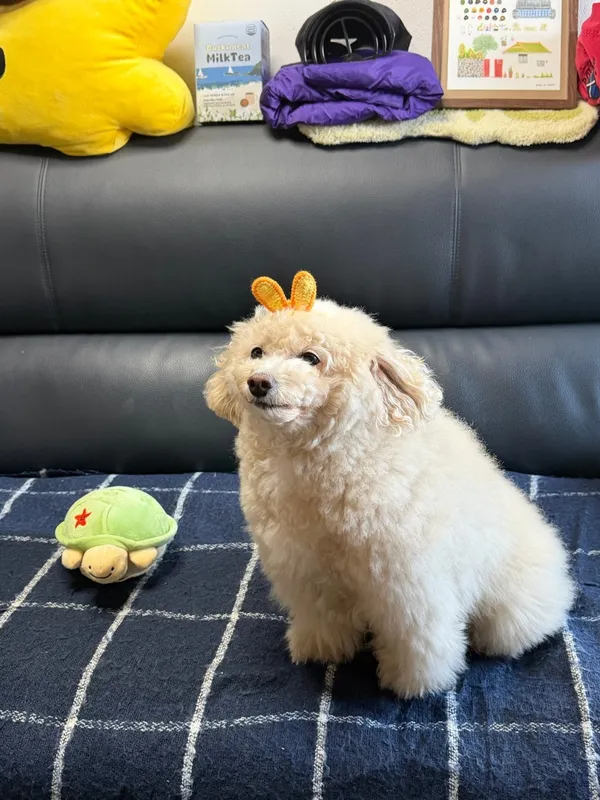 미미빈티지 사진 2