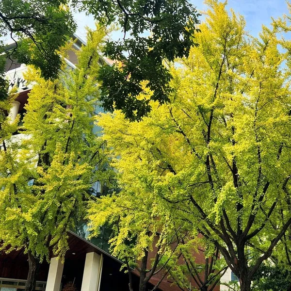 정동길 사진 3