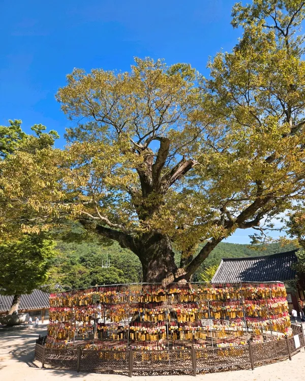 변산반도국립공원 사진 2