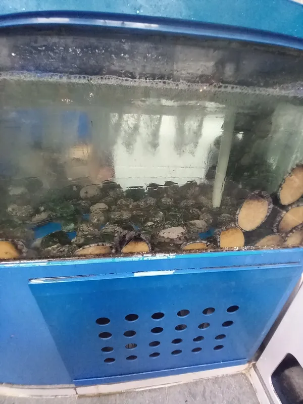 고창풍천장어 사진 4
