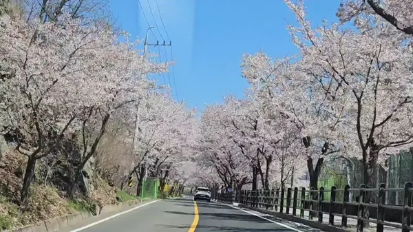 Yeongcheon Dam Haryu Park