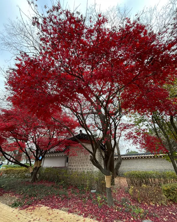 경복궁신무문 사진 4