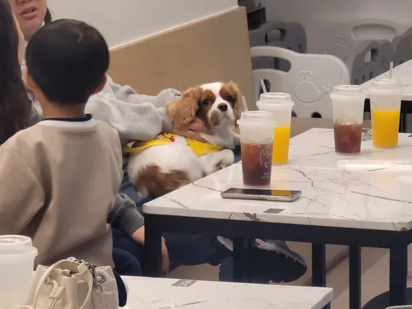 펫다방 사진 2