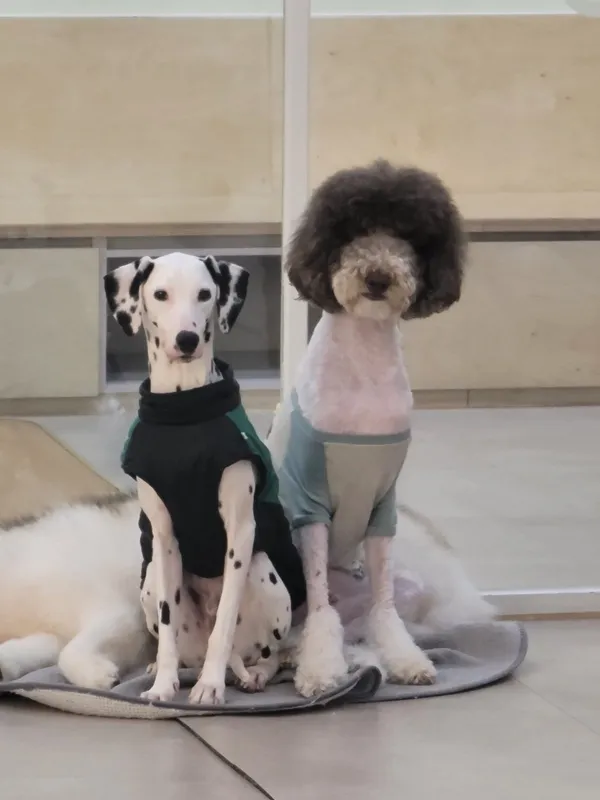 펫다방 사진 3