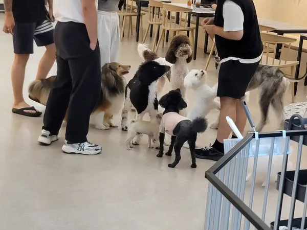 펫다방 사진 4