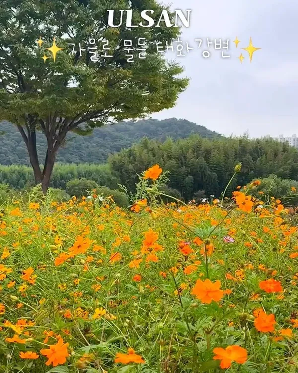 태화강 국가정원 사진 5