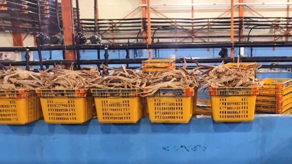 솔향대게 강릉본점 사진 3