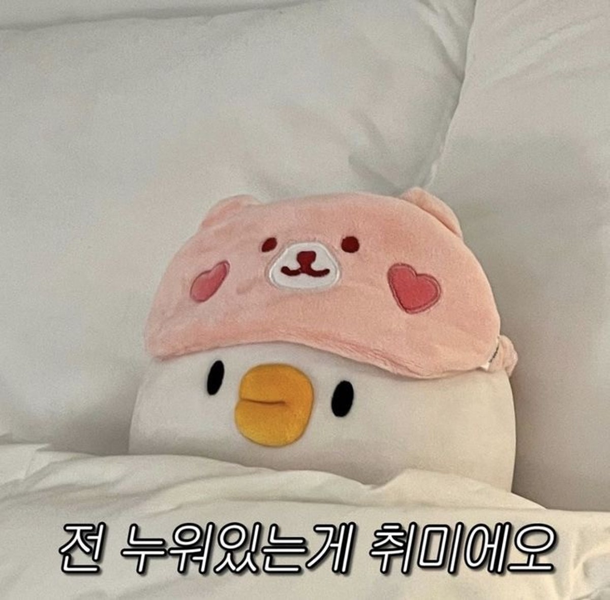초돈 사진 4